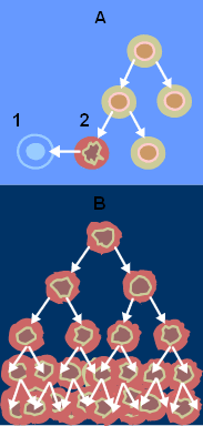 Normal cancer cell division from NIH
